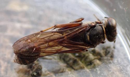 Réf. 353 919 : Sceliphron curvatum